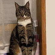 Ariel participe au concours pour gagner de l'argent avec cette photo : animal, calm, cat, curtains, domestic, ears, eyes, feline, fur, household_items, indoor, looking, paws, pets, sitting, still, tabby, whiskers, window, wooden_ledge