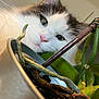 cat, plant, pot, closeup, green, leaf, root, curious, pet, indoor, whiskers, feline, nose, eye, blurred_background, houseplant, stem, nature, animal, portrait