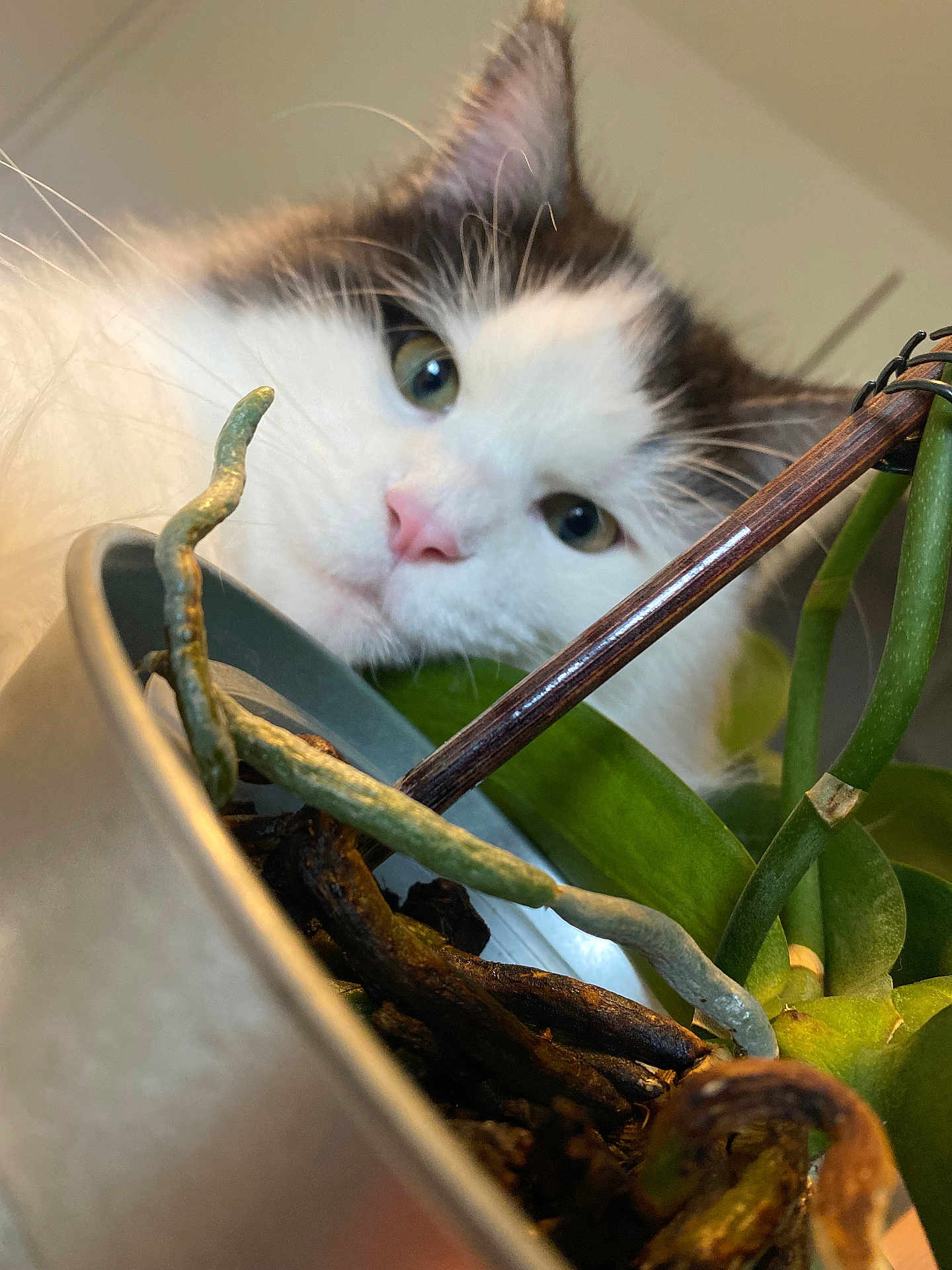 Flocon a rejoint le concours — aidez-le/la à gagner de superbes lots ! cat, plant, pot, closeup, green, leaf, root, curious, pet, indoor, whiskers, feline, nose, eye, blurred_background, houseplant, stem, nature, animal, portrait