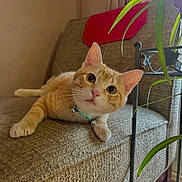 Chopper joined the competition — help win amazing prizes! animal, bell, cat, collar, couch, cozy, curious, ears, floor, furniture, home, indoor, leaf, orange_tabby, paw, pet, plant, red_cushion, relaxed, whiskers