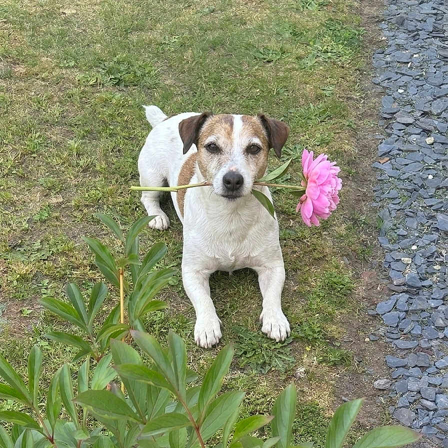 Isidore participe au concours pour gagner de l'argent avec cette photo : dog, flower, grass, outdoor, pet, leafy_plant, nature, animal, pink_flower, garden, cute, canine, lying_down, greenery, summer, small_dog, adorable, playful, relaxed, portrait