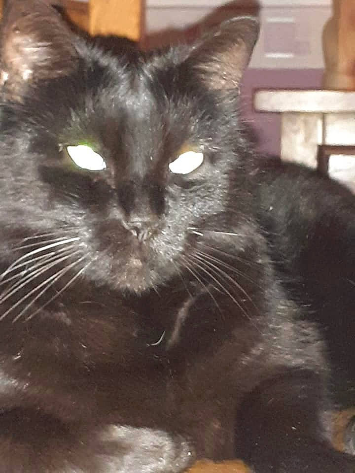 Bello a rejoint le concours — aidez-le/la à gagner de superbes lots ! asian, black_cat, burmese, carnivore, cat, domestic_long_haired_cat, domestic_short_haired_cat, felidae, fur, korat, mammal, nebelung, small_to_medium_sized_cats, snout, vertebrate, whiskers