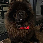 Bouba participe au concours pour gagner de l'argent avec cette photo : adorable, animal, black_fur, bow_tie, calm, companion, cozy, cute, decorative_lights, dog, domestic, fluffy, furry, home, indoor, indoors, pet, portrait, sitting, wooden_floor