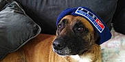 Polie participe au concours pour gagner de l'argent avec cette photo : animal, ball, baseballcap, canine, cap, clothing, couch, cushion, dog, face, furniture, hat, head, homedecor, hound, person, pet, photography, portrait, puppy