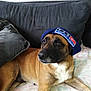 animal, ball, baseballcap, canine, cap, clothing, couch, cushion, dog, face, furniture, hat, head, homedecor, hound, person, pet, photography, portrait, puppy