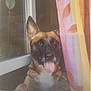 Polie participe au concours pour gagner de l'argent avec cette photo : animal, bodypart, boxer, bulldog, canine, cat, curtain, dog, door, frenchbulldog, germanshepherd, hound, indoors, interiordesign, mouth, person, pet, puppy, tongue, window