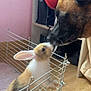 animal_interaction, carpet, closeup, cozy, curious, cute, dog, domestic, ears, fence, friendship, fur, household, indoor, nose_touch, pet, rabbit, shelving, small_animal, wooden_floor