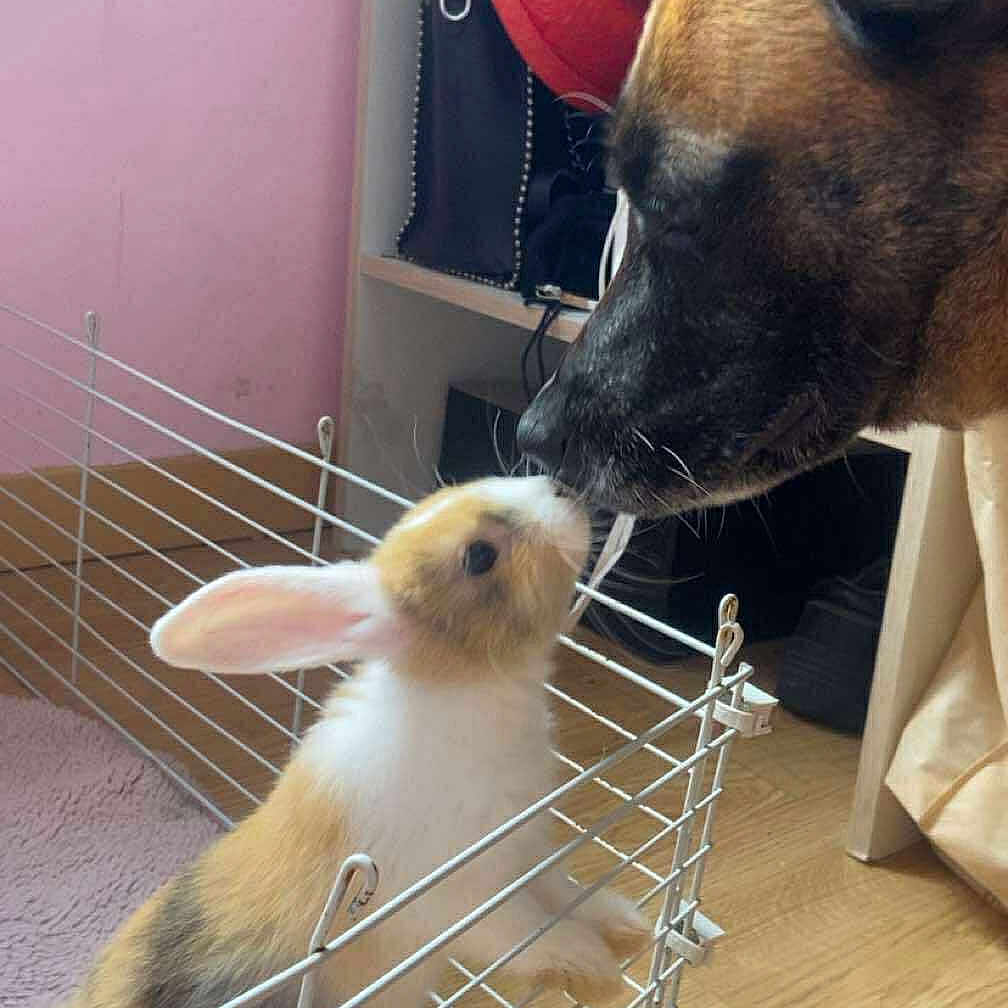 Polie participe au concours pour gagner de l'argent avec cette photo : animal_interaction, carpet, closeup, cozy, curious, cute, dog, domestic, ears, fence, friendship, fur, household, indoor, nose_touch, pet, rabbit, shelving, small_animal, wooden_floor