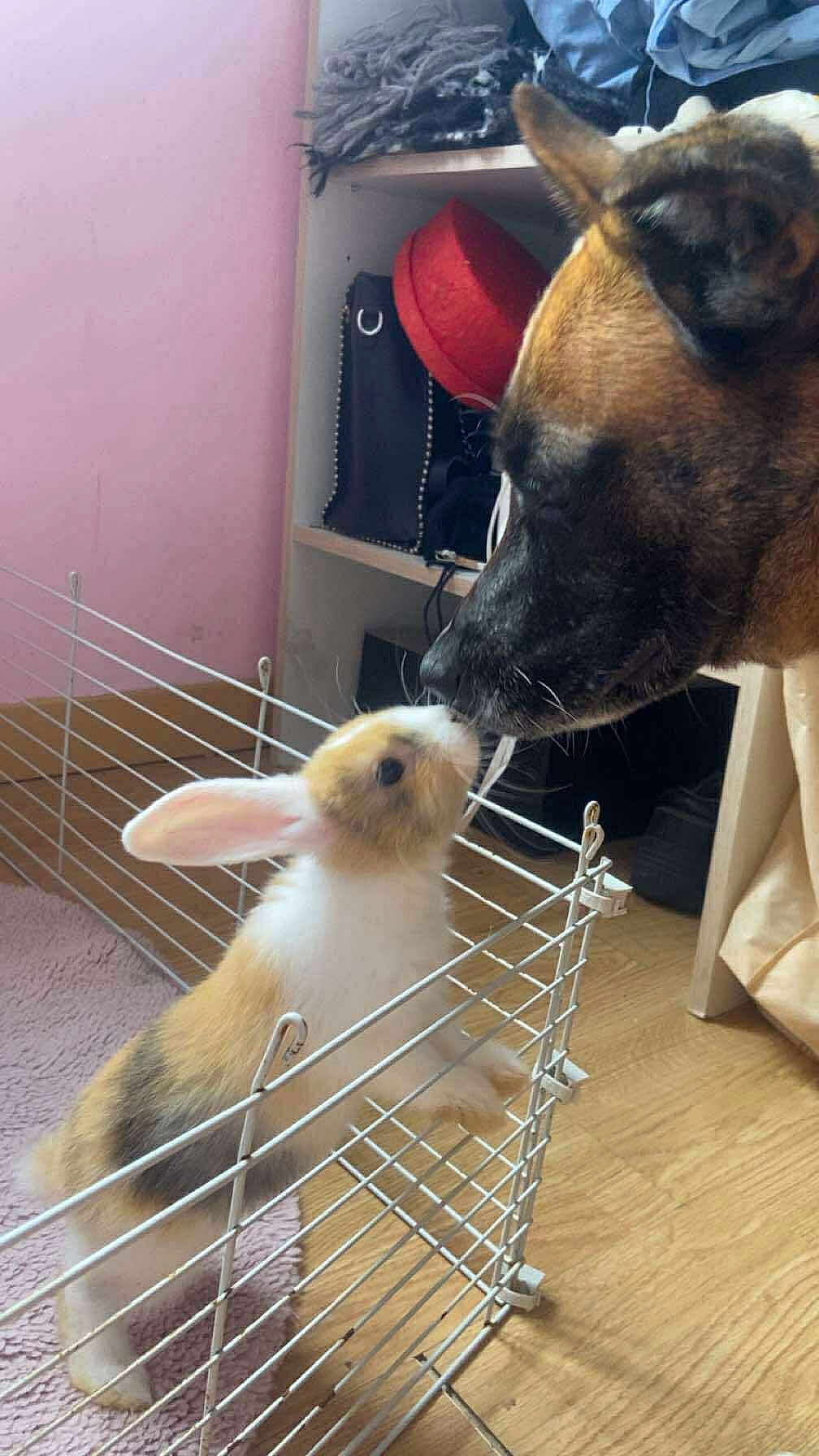 Polie participe au concours pour gagner de l'argent avec cette photo : animal_interaction, carpet, closeup, cozy, curious, cute, dog, domestic, ears, fence, friendship, fur, household, indoor, nose_touch, pet, rabbit, shelving, small_animal, wooden_floor