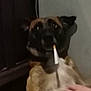 animal, boxer, brush, bulldog, canine, device, dog, face, head, hound, indoors, interiordesign, person, pet, photography, portrait, puppy, smoke, smokepipe, tool