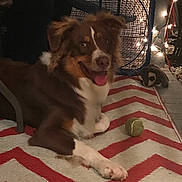 Harleyray joined the competition — help win amazing prizes! dog, australian_shepherd, pet, tongue_out, smiling, tennis_ball, rug, chevron_pattern, paw, toy, fan, fairy_lights, porch, indoor, brown_and_white, laying_down, closeup, happy, cozy, accessory