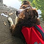 Harleyray joined the competition — help win amazing prizes! dog, australian_shepherd, red_life_jacket, water, pond, fur, brown_fur, white_muzzle, ears, eyes, nose, looking_up, sitting, concrete, leaves, reflection, trees, outdoor, portrait, harness