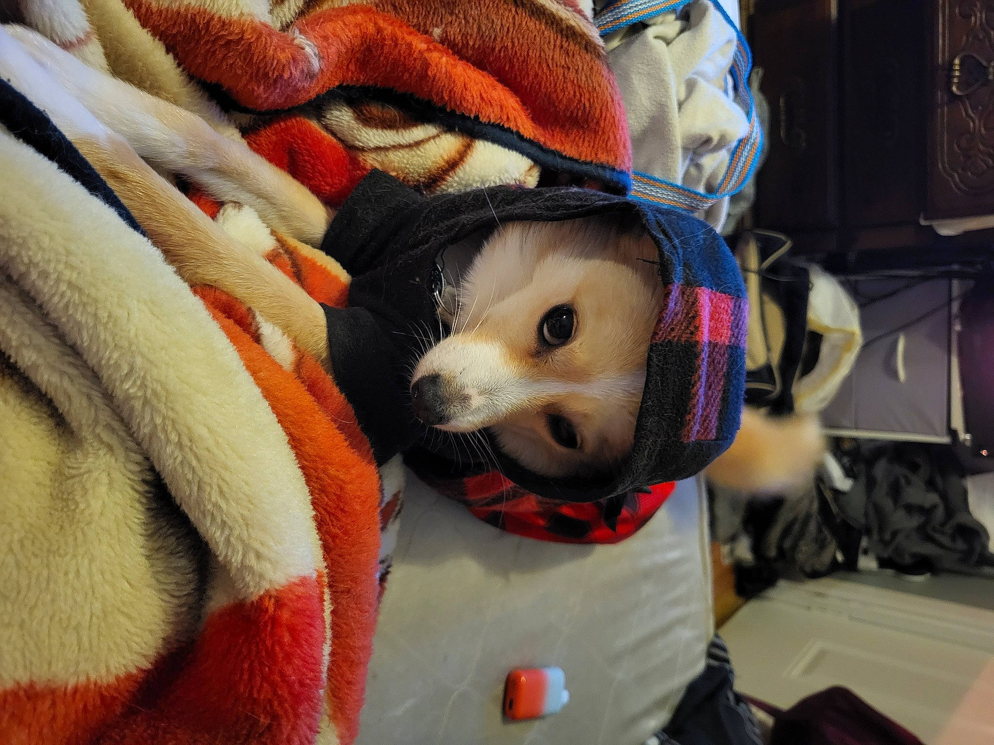 Pheonix joined the competition — help win amazing prizes! beanie, canidae, cap, carmine, child, companion_dog, costume, dog_clothes, fawn, fictional_character, fur, fur_clothing, linens, pattern, personal_protective_equipment, plush, snout, stuffed_toy, toy, whiskers