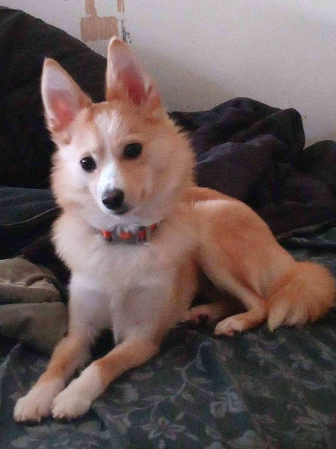 Pheonix joined the competition — help win amazing prizes! ancient_dog_breeds, canidae, carnivore, comfort, companion_dog, dog, dog_breed, fawn, flooring, foot, fur, non_sporting_group, sleeper_chair, snout, sporting_group, tail, terrestrial_animal, whiskers, working_animal, working_dog