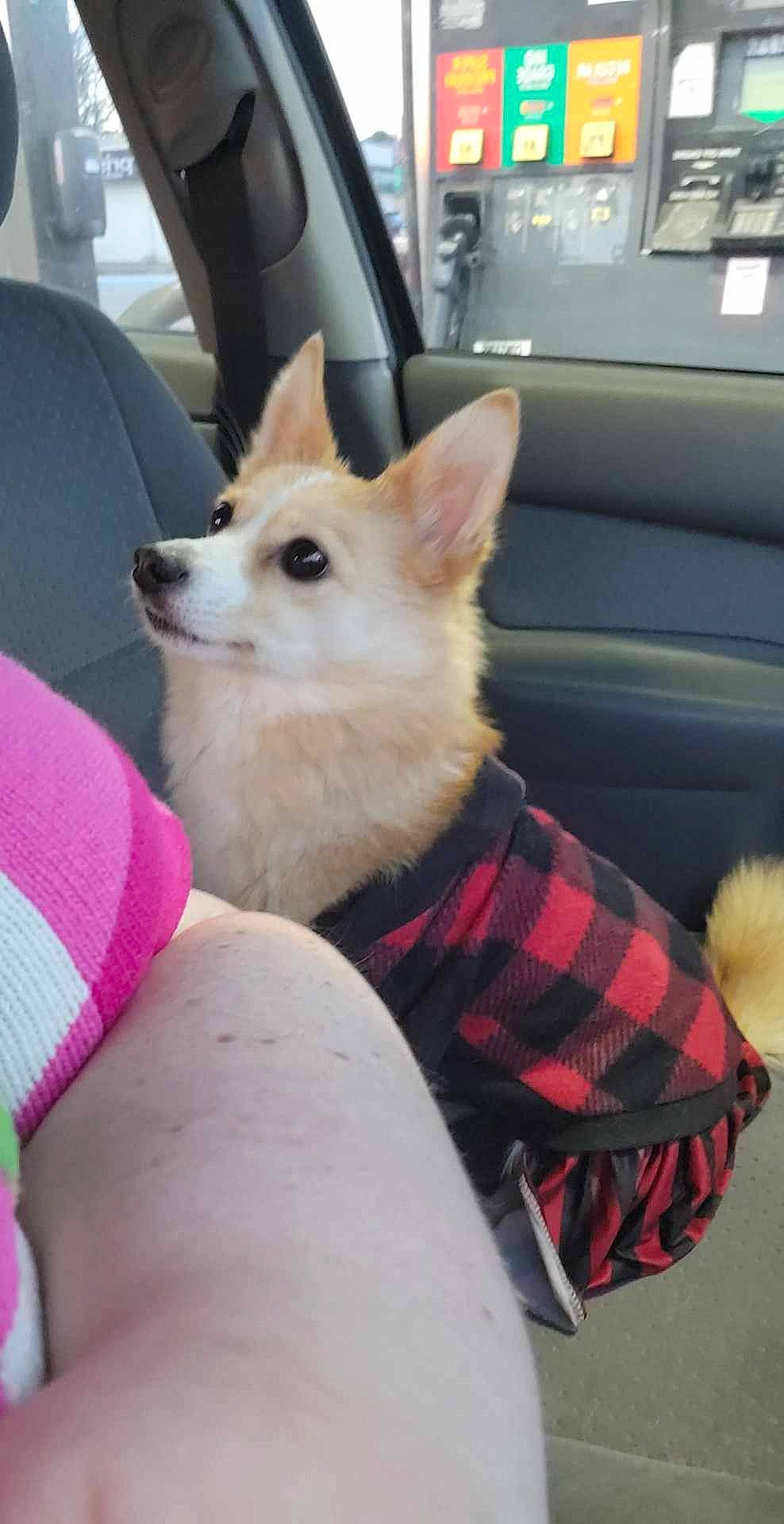 Pheonix joined the competition — help win amazing prizes! canidae, car, carnivore, collar, companion_dog, dog, dog_breed, dog_supply, fawn, fur, hood, snout, spitz, sporting_group, tail, whiskers, window, windscreen_wiper, windshield, working_animal