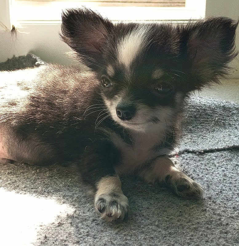 Toby