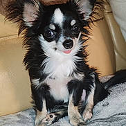 Toby participe au concours pour gagner de l'argent avec cette photo : animal, black_and_white, blanket, chihuahua, companion, cozy, cute, cute_pet, dog, ears, expression, fluffy, fur, indoor, pet, portrait, sitting, small_dog, tiny, tongue_out