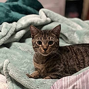 Spider is registered to the contest to win money with this photo: cat, tabby, pet, animal, feline, indoor, blanket, cozy, soft, fur, whiskers, ears, bed, resting, cute, alert, domestic, mammal, comfort, relaxation