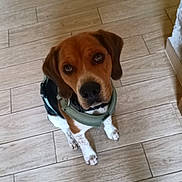 Max participe au concours pour gagner de l'argent avec cette photo : animal, brown, canine, companion, cute, dog, domestic_animal, ears, floor, friendly, fur, harness, indoor, looking_up, paws, pet, portrait, sitting, tile_floor, white