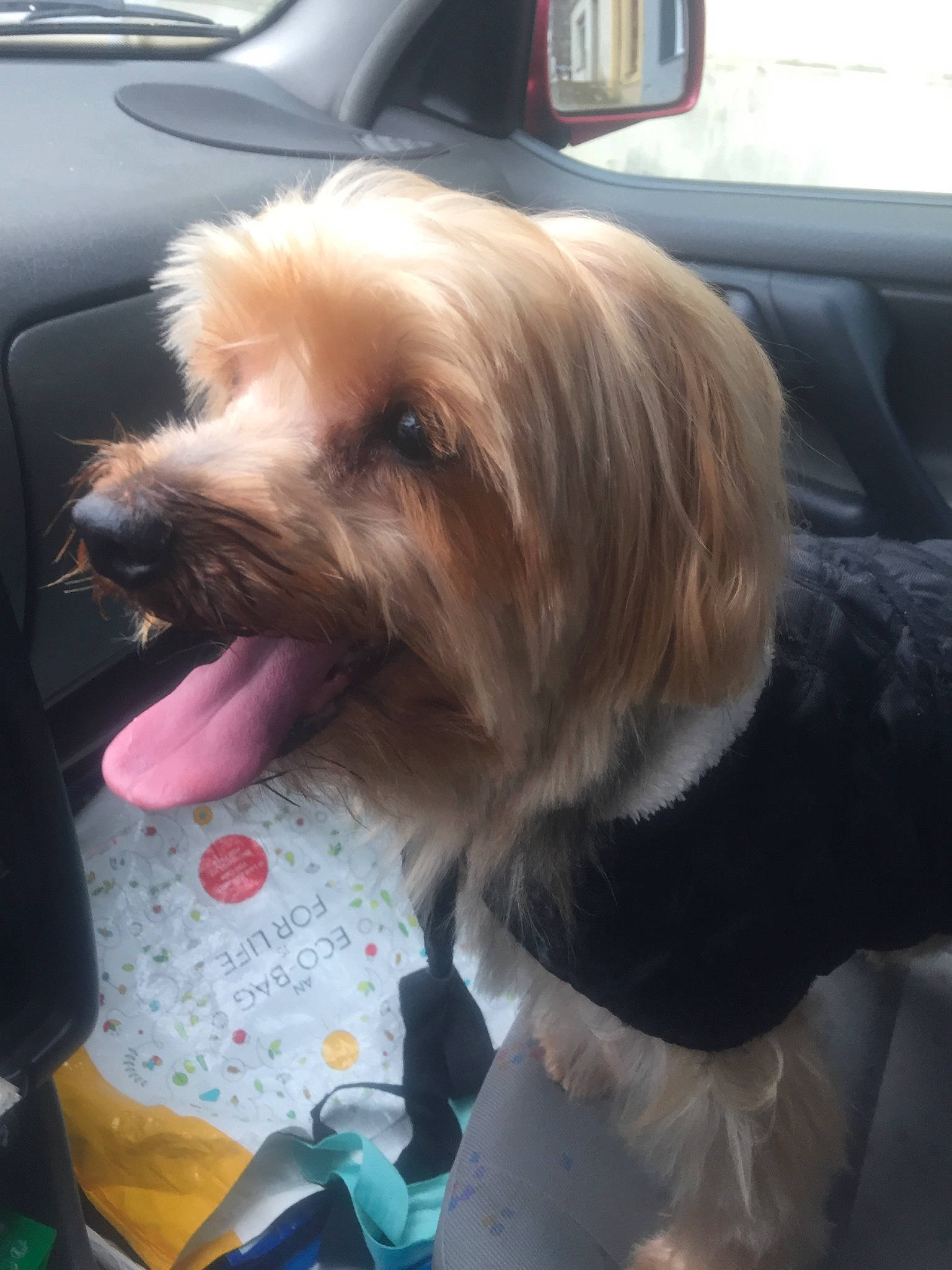 Pupuce participe au concours pour gagner de l'argent avec cette photo : auto_part, automotive_exterior, automotive_window_part, car, carnivore, companion_dog, dog, dog_breed, family_car, fur, liver, motor_vehicle, small_terrier, snout, sporting_group, terrier, toy_dog, vehicle_door, windshield, working_animal