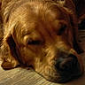 animal, canine, close_up, cute, dog, domestic_animal, fluffy, fur, golden_retriever, indoors, laying_down, mammal, peaceful, pet, portrait, relaxed, resting, sleeping, warm_lighting, wooden_floor