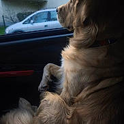 Viktor a rejoint le concours — aidez-le/la à gagner de superbes lots ! animal, calm, canine, car_interior, collar, daylight, dog, domestic_animal, fur, golden_retriever, looking_out, outdoor_view, passenger_seat, pet, rain, residential_area, seat, side_view, vehicle, window