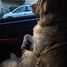 animal, calm, canine, car_interior, collar, daylight, dog, domestic_animal, fur, golden_retriever, looking_out, outdoor_view, passenger_seat, pet, rain, residential_area, seat, side_view, vehicle, window
