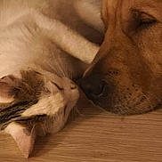 Viktor participe au concours pour gagner de l'argent avec cette photo : cat, dog, sleeping, close_up, wooden_floor, pets, domestic_animals, resting, fur, nose_to_nose, cozy, indoor, friendship, animal_pair, cute, calm, relaxation, mammal, companions, warm_lighting