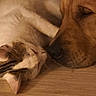 cat, dog, sleeping, close_up, wooden_floor, pets, domestic_animals, resting, fur, nose_to_nose, cozy, indoor, friendship, animal_pair, cute, calm, relaxation, mammal, companions, warm_lighting