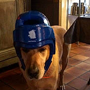 Doudou participe au concours pour gagner de l'argent avec cette photo : canidae, carnivore, chair, companion_dog, dog, dog_breed, electric_blue, fawn, floor, flooring, fur, hardwood, personal_protective_equipment, pet_supply, snout, sporting_group, sports_equipment, tail, wood, working_animal