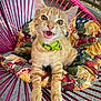 animal, cat, chair, closeup, collar, cushion, cute, feline, fur, indoor, kitten, orange_tabby, patterned_cushion, pet, pet_accessory, pink_chair, playful, portrait, whiskers, young_animal