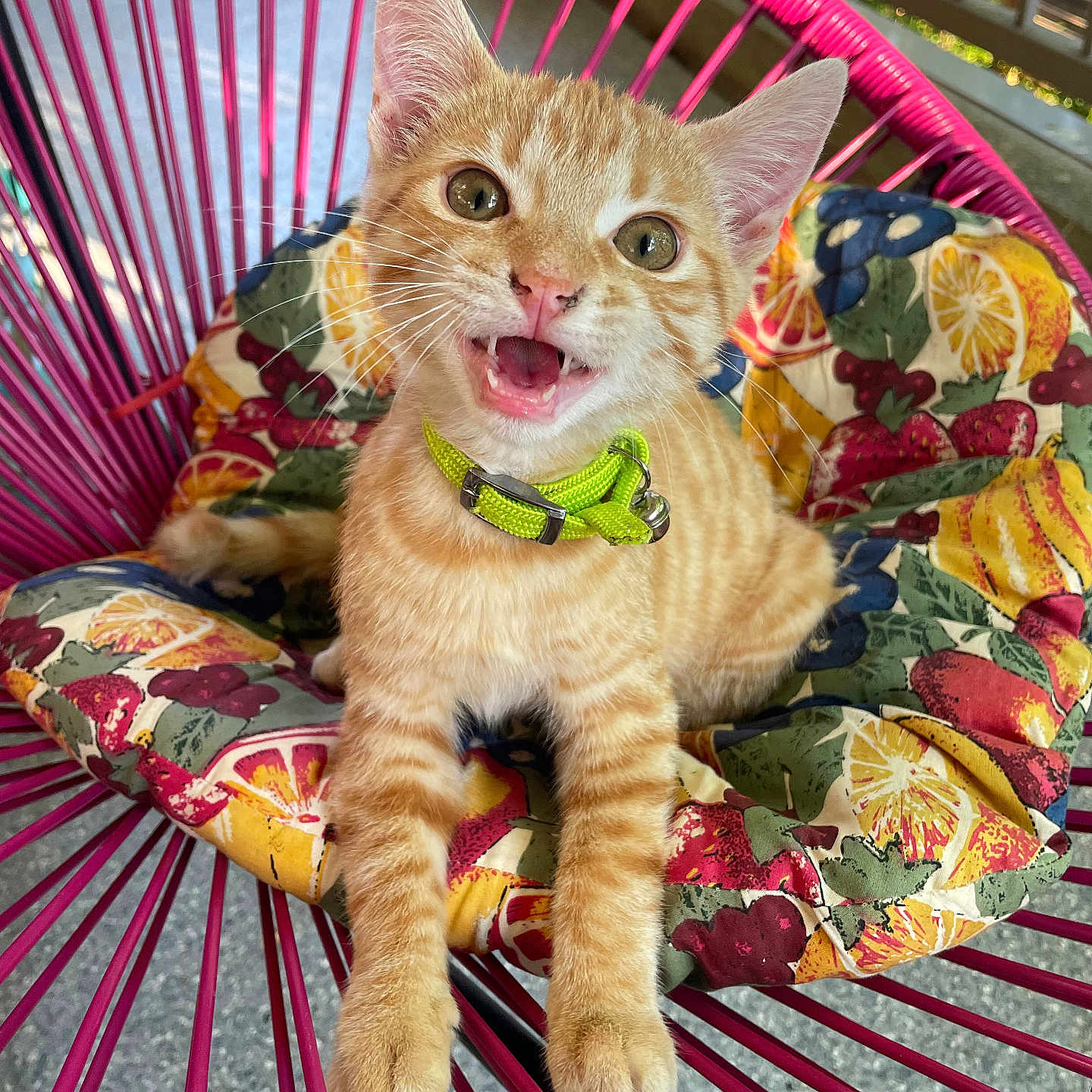 Mïmï a rejoint le concours — aidez-le/la à gagner de superbes lots ! animal, cat, chair, closeup, collar, cushion, cute, feline, fur, indoor, kitten, orange_tabby, patterned_cushion, pet, pet_accessory, pink_chair, playful, portrait, whiskers, young_animal