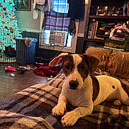 Bandit is registered to the contest to win money with this photo: air_conditioner, blanket, christmas_tree, clothing, clutter, couch, dog, holiday_decor, indoor, living_room, ornaments, pet, plaid_blanket, puppy, shelf, stuffed_animal, toys, white_tree, window, wood_floor