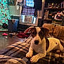 air_conditioner, blanket, christmas_tree, clothing, clutter, couch, dog, holiday_decor, indoor, living_room, ornaments, pet, plaid_blanket, puppy, shelf, stuffed_animal, toys, white_tree, window, wood_floor