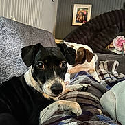 Sissy is registered to the contest to win money with this photo: animal, black_and_white_dog, blanket, brown_and_white_dog, canine, companion, couch, cozy, curious, cute, dog, domestic_animal, furniture, home, indoor, pet, portrait, relaxing, resting, wall_art