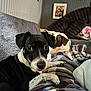 animal, black_and_white_dog, blanket, brown_and_white_dog, canine, companion, couch, cozy, curious, cute, dog, domestic_animal, furniture, home, indoor, pet, portrait, relaxing, resting, wall_art