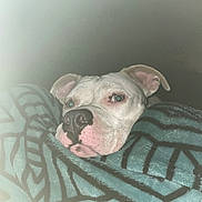 Snickerdoodle joined the competition — help win amazing prizes! blanket, closeup, comfort, cozy, cute, dog, ears, face, fur, indoor, muzzle, nose, patterned_blanket, pet, relaxed, resting, sleepy, snuggled, warm, white_dog