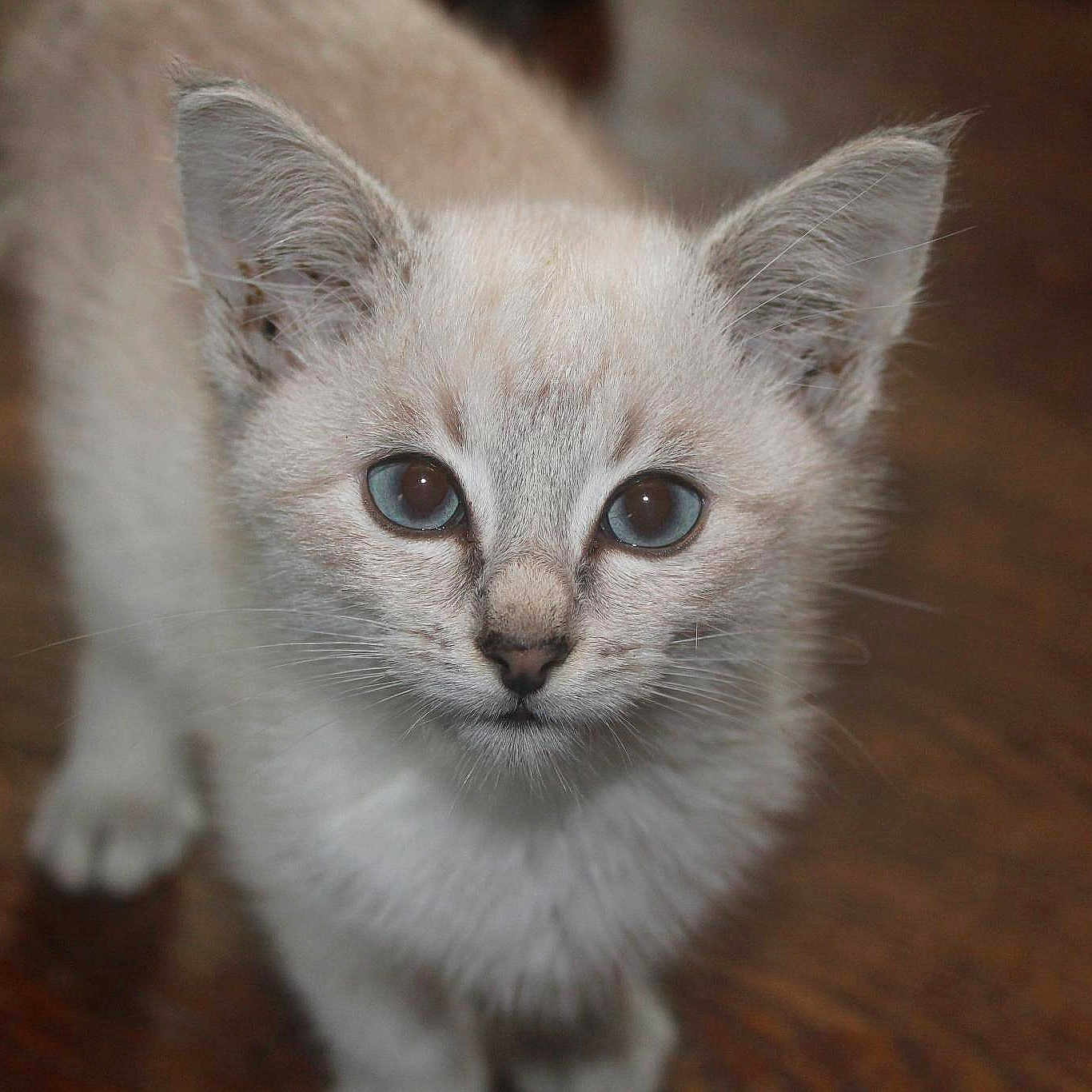 Chaton