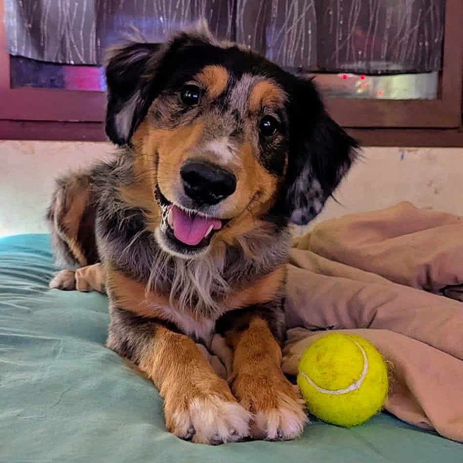 Artur a rejoint le concours — aidez-le/la à gagner de superbes lots ! animal, bed, blanket, canine, companion, cozy, cute, dog, fur, happy, home, indoor, lying_down, paw, pet, playful, smiling, tennis_ball, tongue_out, window