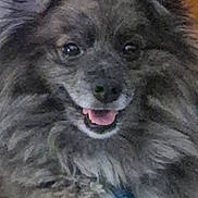 Tobey is registered to the contest to win money with this photo: animal, canine, closeup, collar, cute, dog, domestic_animal, face, fluffy, friendly, fur, furry, gray, happy, indoor, pet, portrait, smiling, tag, tongue