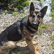 Qaletaqa is registered to the contest to win money with this photo: dog, shepherd_mix, black_and_tan, pet, canine, sitting, outdoors, mountain, stream, river, waterfall, rocks, wilderness, forest, trees, nature, hiking, collar, portrait, alert