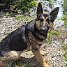 dog, shepherd_mix, black_and_tan, pet, canine, sitting, outdoors, mountain, stream, river, waterfall, rocks, wilderness, forest, trees, nature, hiking, collar, portrait, alert