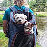 Chica is registered to the contest to win money with this photo: adventure, baby_products, cairn_terrier, canidae, carnivore, companion_dog, dog, dog_breed, glen_of_imaal_terrier, mammal, morkie, non_sporting_group, petit_basset_griffon_vendeen, schnoodle, sealyham_terrier, sporting_lucas_terrier, terrier, tibetan_terrier, vertebrate, west_highland_white_terrier