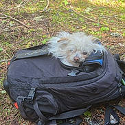 Chica is registered to the contest to win money with this photo: dog, small_dog, white_fur, fluffy, sleepy, backpack, outdoors, forest, woodland, nature, ground, leaves, twigs, branches, moss, hiking, travel, pet, animal, portrait