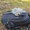 dog, small_dog, white_fur, fluffy, sleepy, backpack, outdoors, forest, woodland, nature, ground, leaves, twigs, branches, moss, hiking, travel, pet, animal, portrait