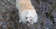 Chica joined the competition — help win amazing prizes! bichon, bolognese, bolonka, canidae, carnivore, cavachon, chinese_imperial_dog, cockapoo, dog, dog_breed, havanese, lagotto_romagnolo, lhasa_apso, maltese, non_sporting_group, shih_tzu, sporting_lucas_terrier, terrier, tibetan_terrier, toy_dog