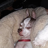 Coco is registered to the contest to win money with this photo: canidae, carnivore, cat, cornish_rex, dog, dog_breed, ear, felidae, fur, mammal, nap, non_sporting_group, nose, puppy, sleep, whiskers