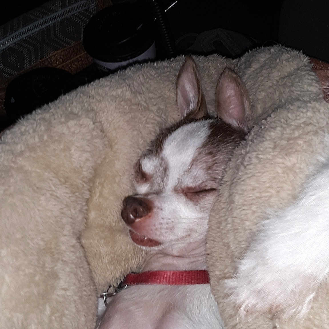 Coco