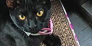 Star is registered to the contest to win money with this photo: black_cat, cat, yellow_eyes, collar, cardboard_scratcher, wooden_floor, wooden_beams, pet, animal, indoor, feline, curious, resting, close_up, texture, pink_collar, looking_at_camera, domestic_cat, cozy, shadow