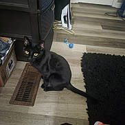 Star joined the competition — help win amazing prizes! black_cat, cat, pet, indoor, floor, vent, cardboard_box, iron, rug, yellow_eyes, domestic, curious, feline, wooden_floor, home, animal, black_fur, sitting, looking, household